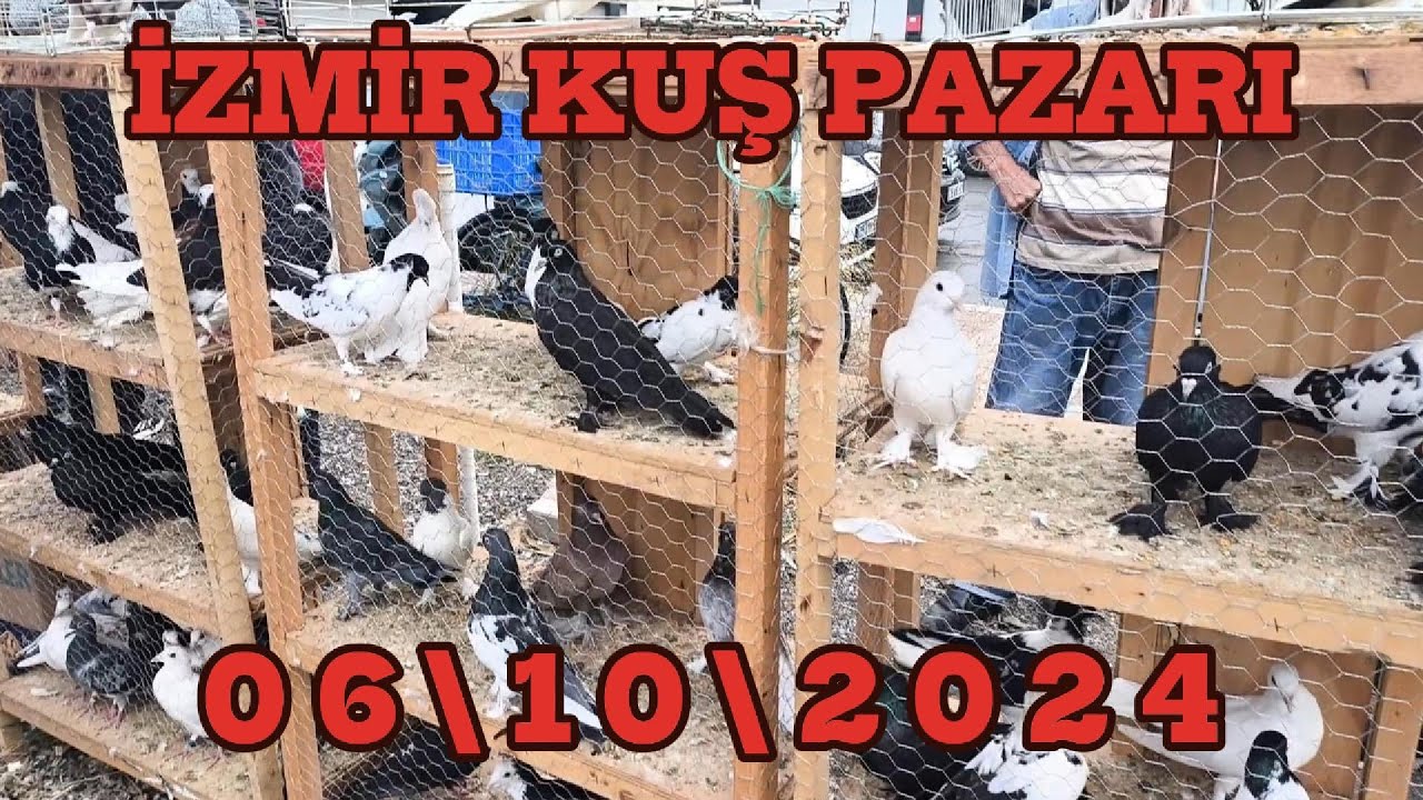 Птичий рынок Турции, Измир 06,10,2024 #25 #голубь #птичийрынок #животные #волнистыйпопугай #Измир