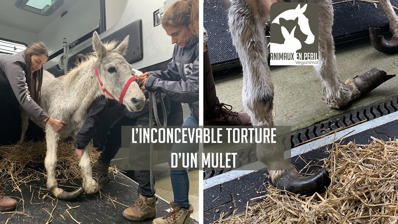 Mulet maltraité à Béclers !