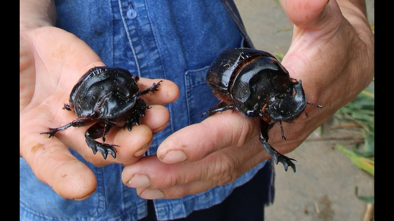 The quest for the biggest dung beetle - Heliocopris dominus ...