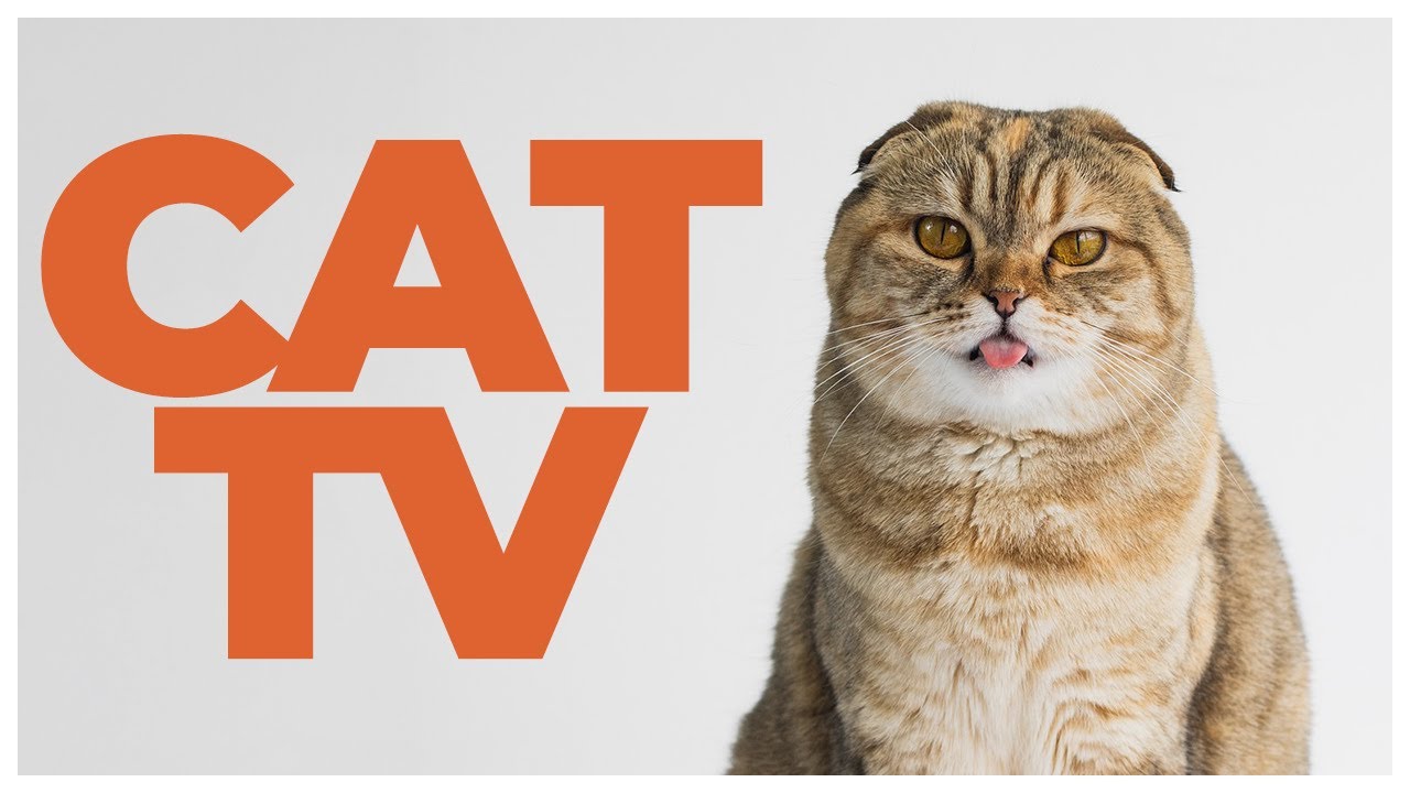 Cat TV 🐱 | Forest Experience & Bird Watching Video for Cats | Cat Enrichment & Entertainment
