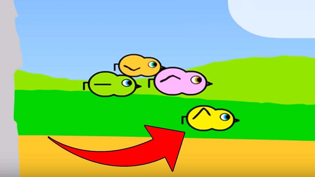 JAK WYGLĄDA ŻYCIE KACZKI?