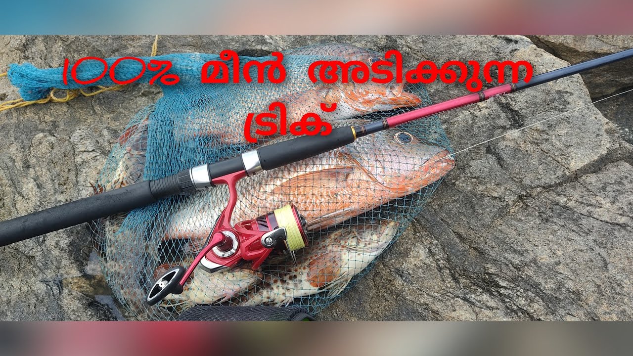 ചെമ്പല്ലി ഹമൂർ 100% അടിച്ചിരിക്കും ഈ വീഡിയോ കണ്ടു ഇത് പോലെ ചെയ്താൽ 🥵🥵