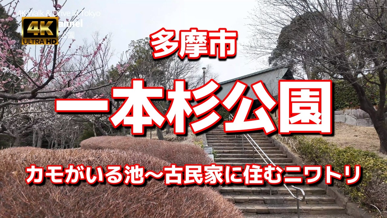 【街ブラ4K】【一本杉公園～古民家に住むニワトリ】【多摩よこやまの道と南多摩尾根幹線道路の間にある】【恵泉女学園大学 国士舘大学 一本杉公園通り】【町田市と接する多摩市の公園】