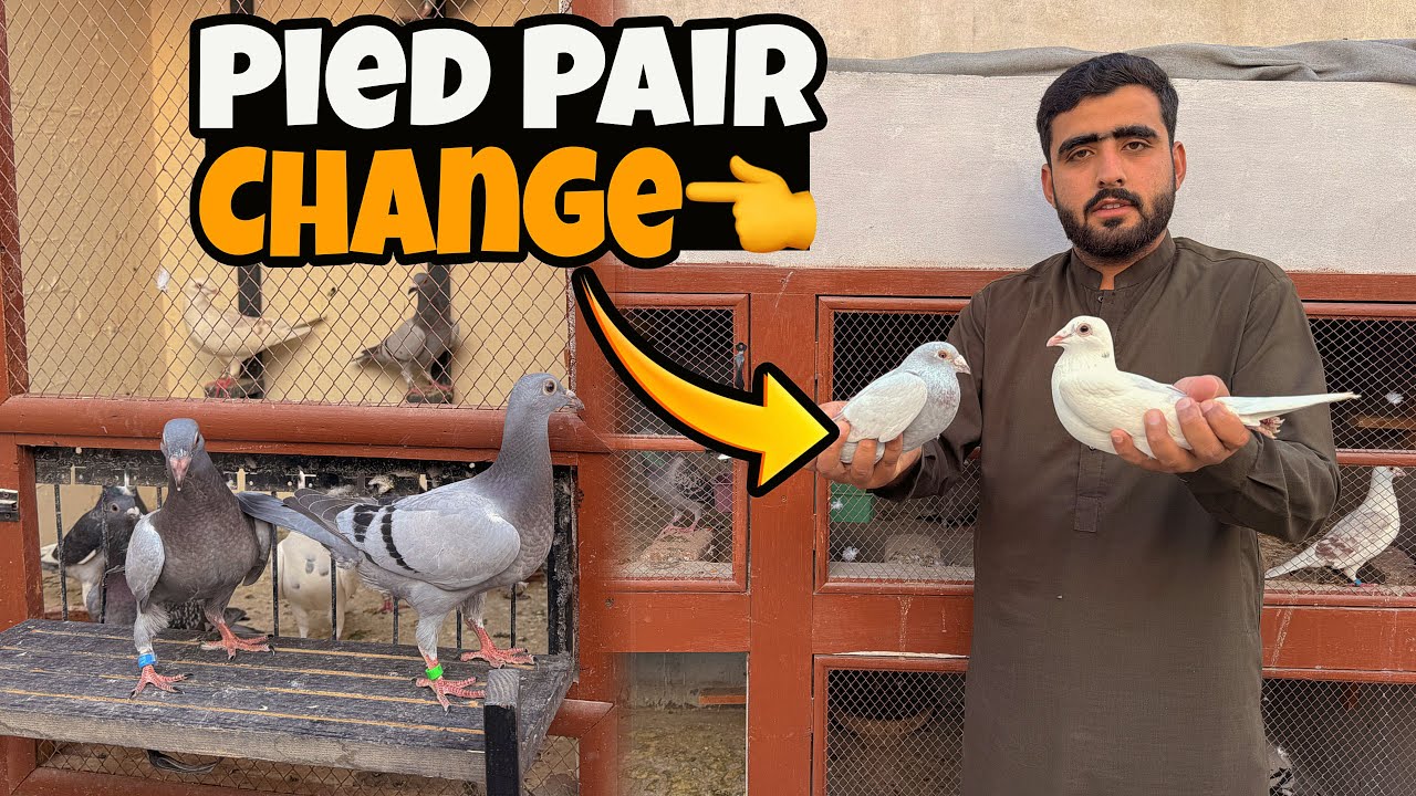 Pied Pair Change Krdu.?? 🥵Chicks New Cage Main👈| Just Huzaifa Khan | 