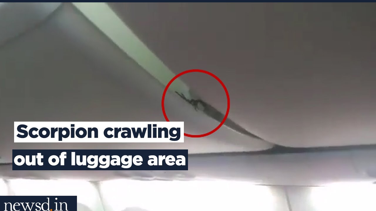 Scorpion crawling out of luggage area frightens Lion Air Passengers, video goes viral!