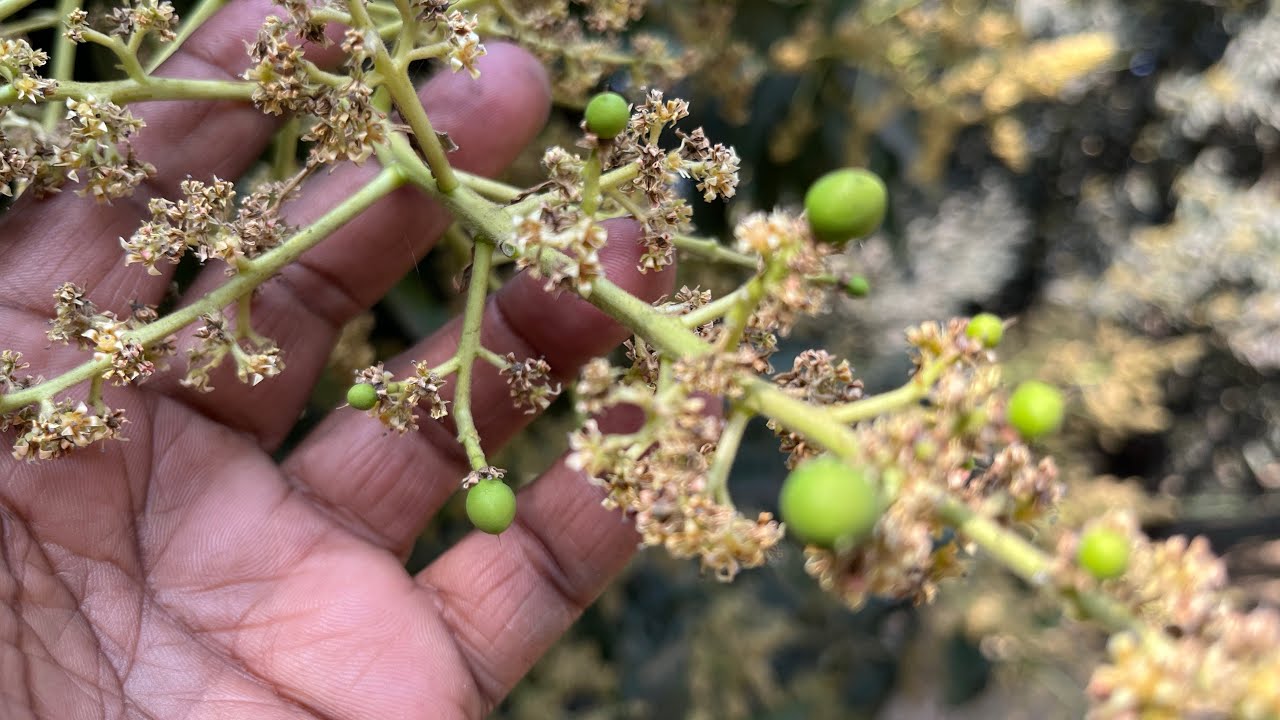 आम के टिकोरे टूटकर गिर रहे हे?।Stop dropping mango fruits.