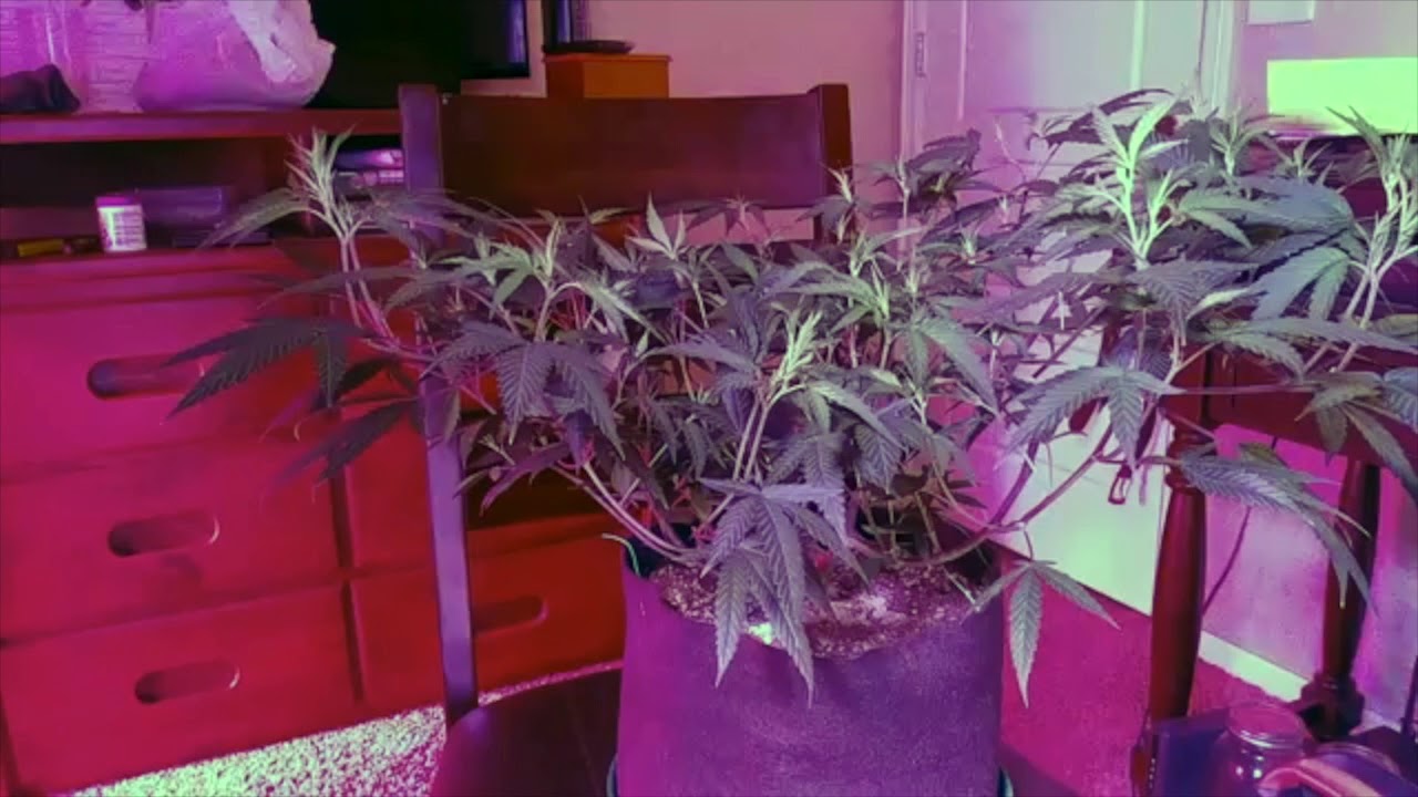 How to feed your plant organic dry amendments