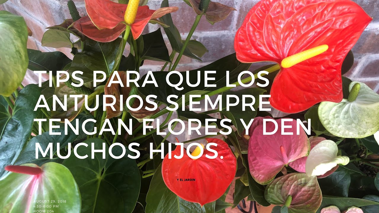 Simples tip para que los anturios siempre tengan flores y den hijos.