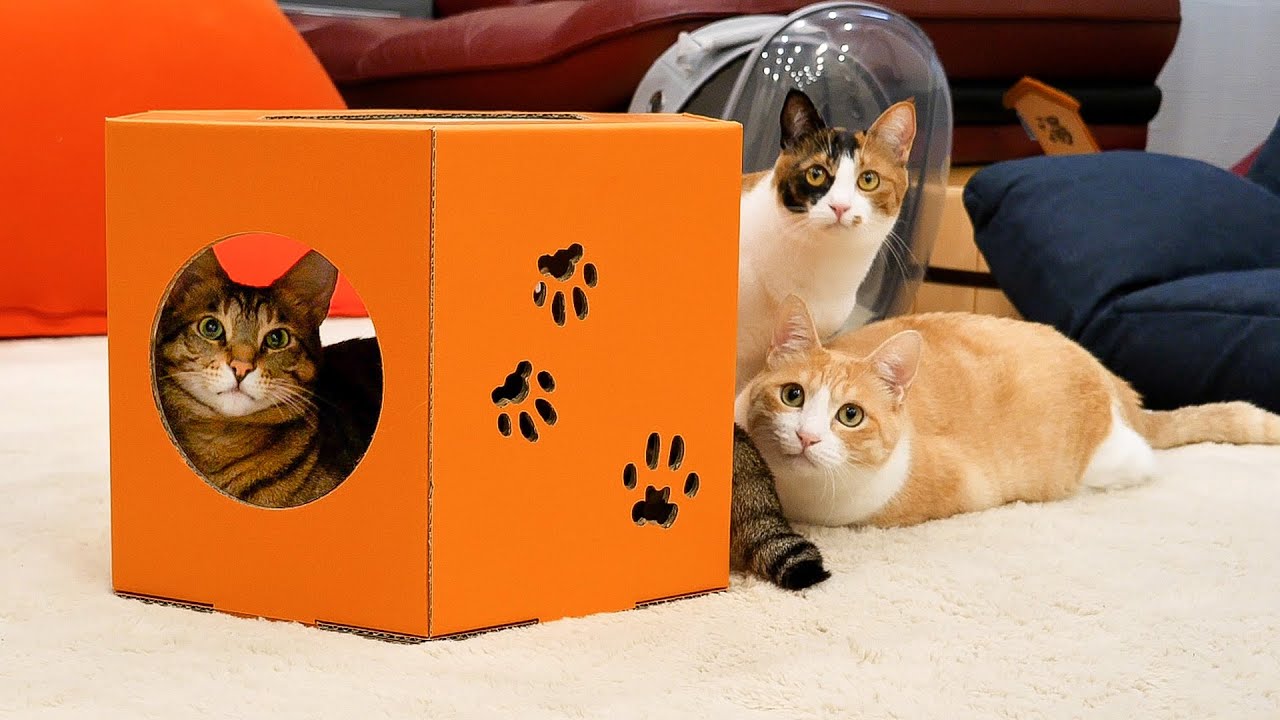 猫たちを置いて3日間ほかの猫に浮気してきた飼い主に罰を与えます