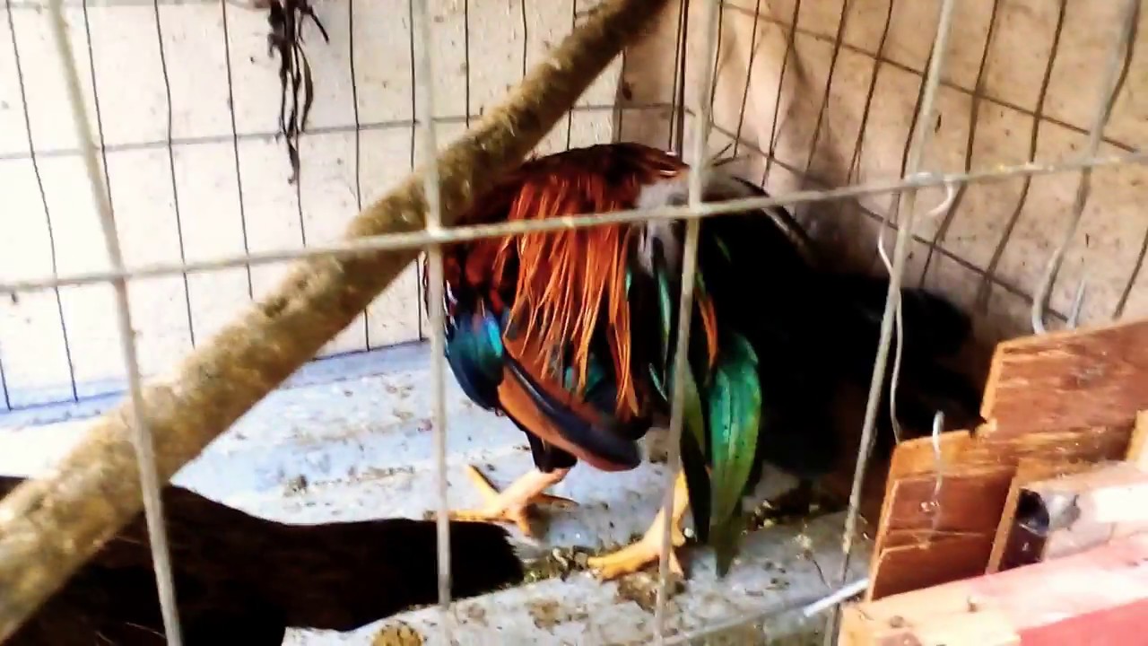 ¿Como cortar los espolones al gallo?