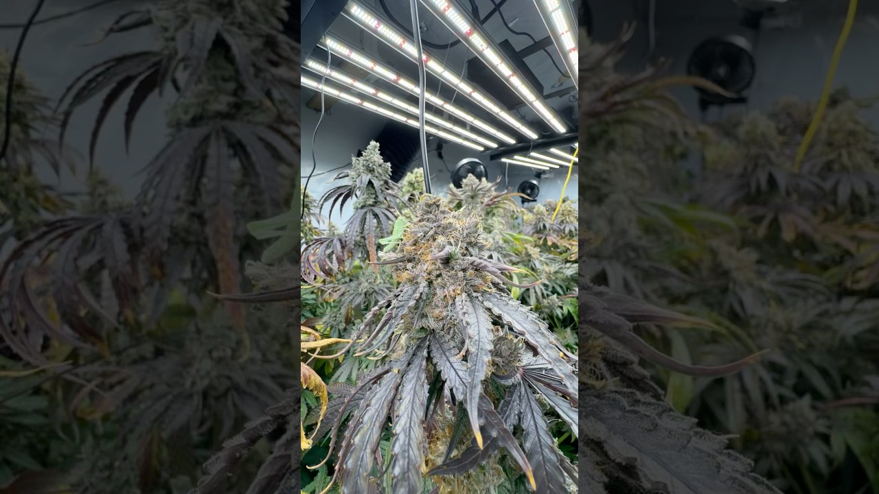 Found this guy chillin on the top! The CO2 room powered by @acinfinity