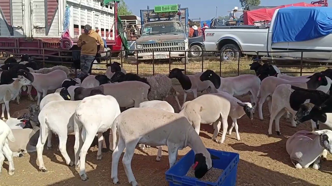 Tianguis de ganado villa alta Tlaxcala 