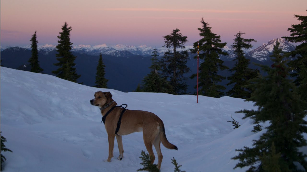 Hollyburn Mountain Sunset Hike ft. Bubba