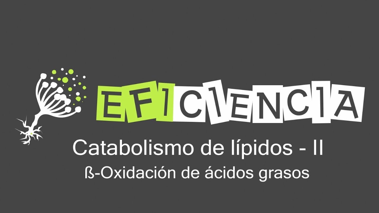 CATABOLISMO DE LÍPIDOS. ß-Oxidación de los Ácidos Grasos (Hélice de Lynen)