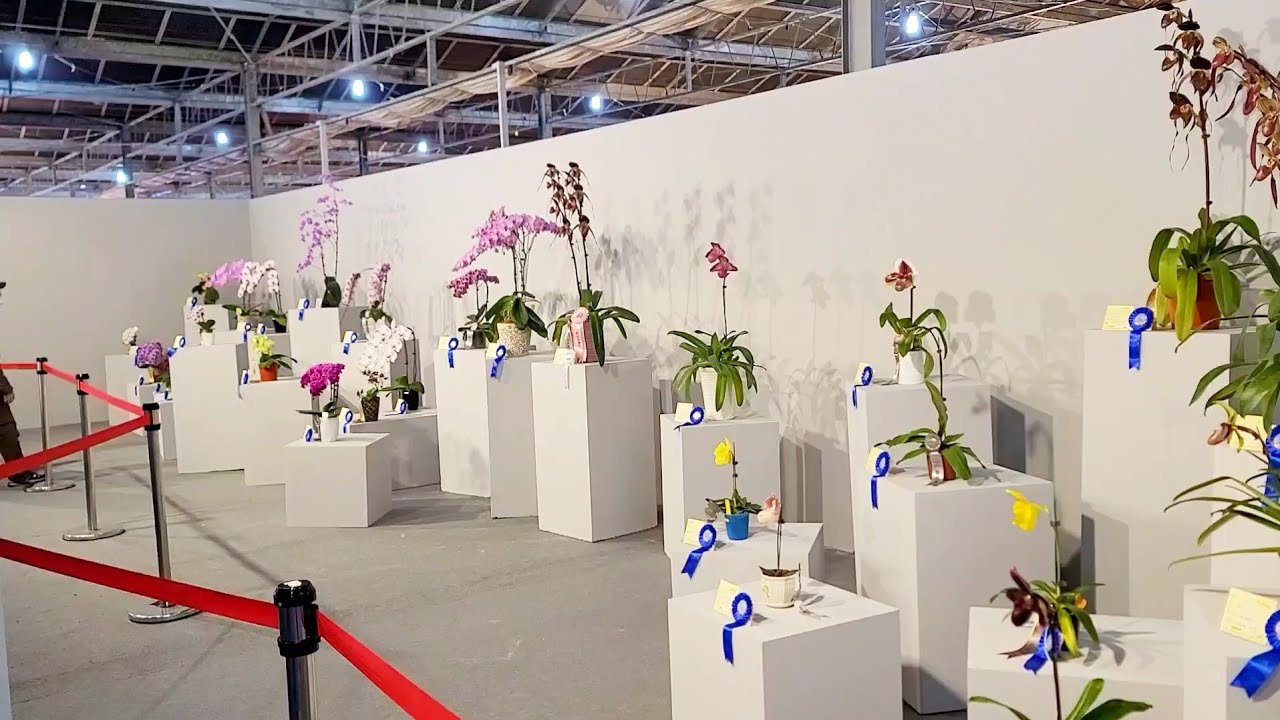 台灣國際蘭展2022(蝴蝶蘭屬),Taiwan International Orchid Show 2022 (Orchidaceae Phalaenopsis)