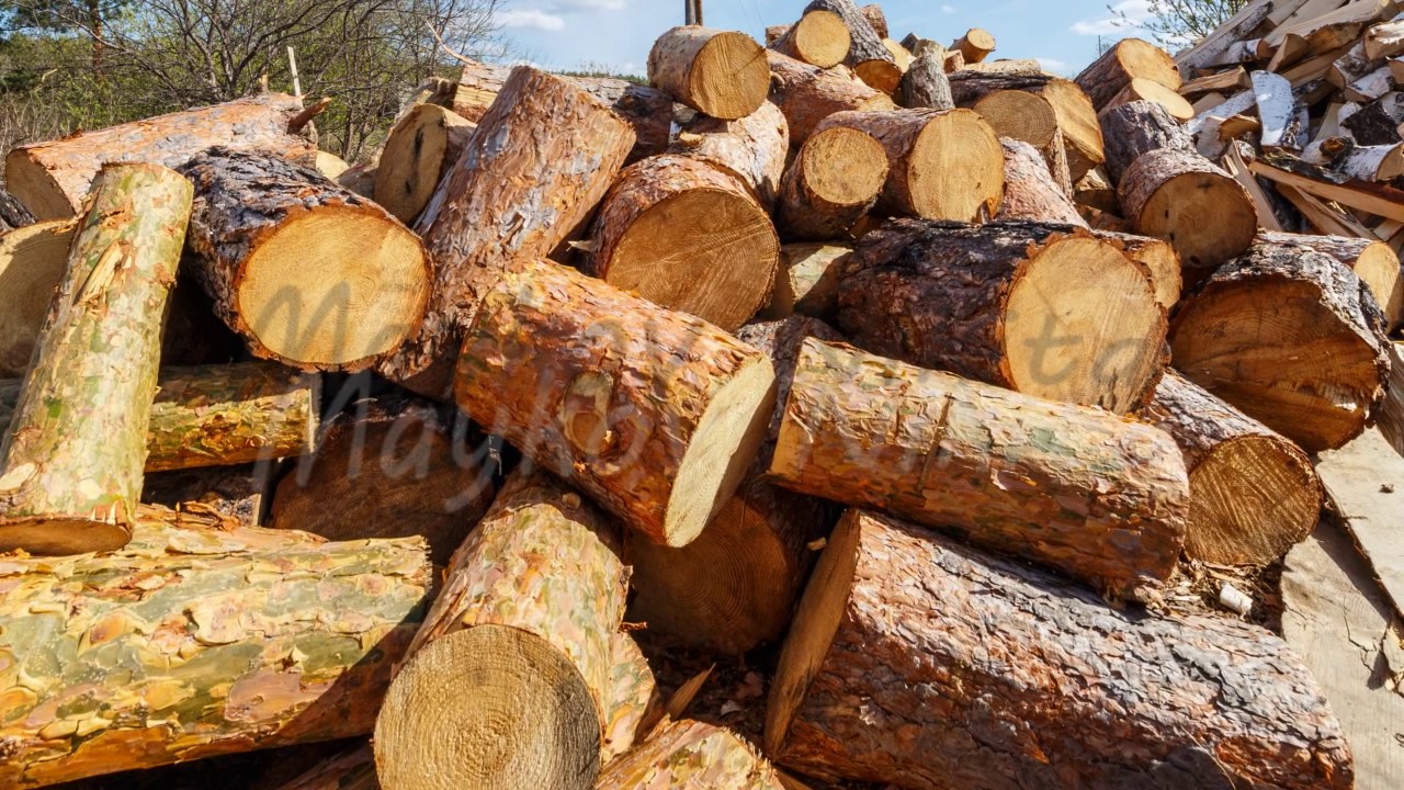 Heap of round pine logs. Time Lapse. 4K