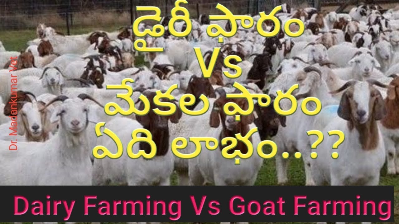 మేకలా? పాడి పశువులా?| Dairy Farming Vs Goat Farming which is Profitable? Telugu| Dr. Madankumar Vet