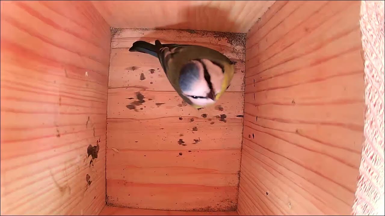 Blue tit 01/03/2026