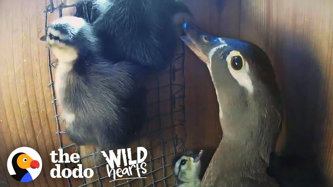Mama Duck Coaches Her Babies Out Of The Nest For The First Time | The Dodo Wild Hearts