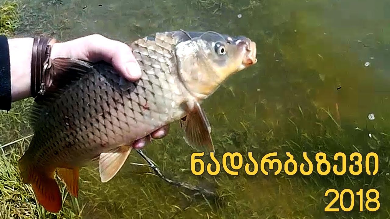 თევზაობა ნადარბაზევის ტბაზე 2018