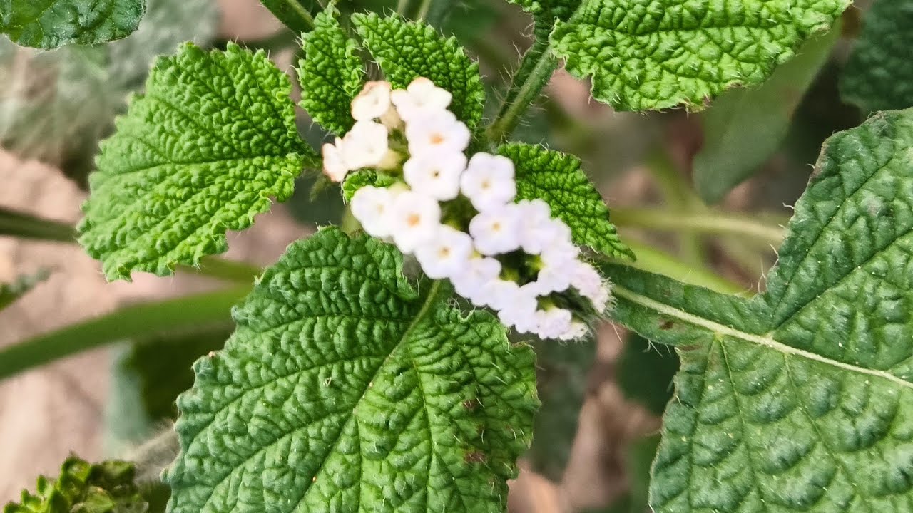 আসসালামু আলাইকুম আমার ভরে পাখিরা কোথায় সবাই জয়েন হয়ে যাও লাইভে