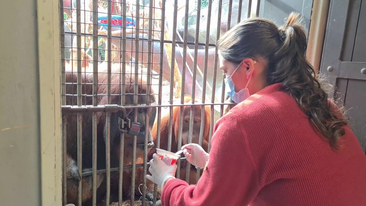 Oběd u orangutanů sumaterských (Martin Vojáček)