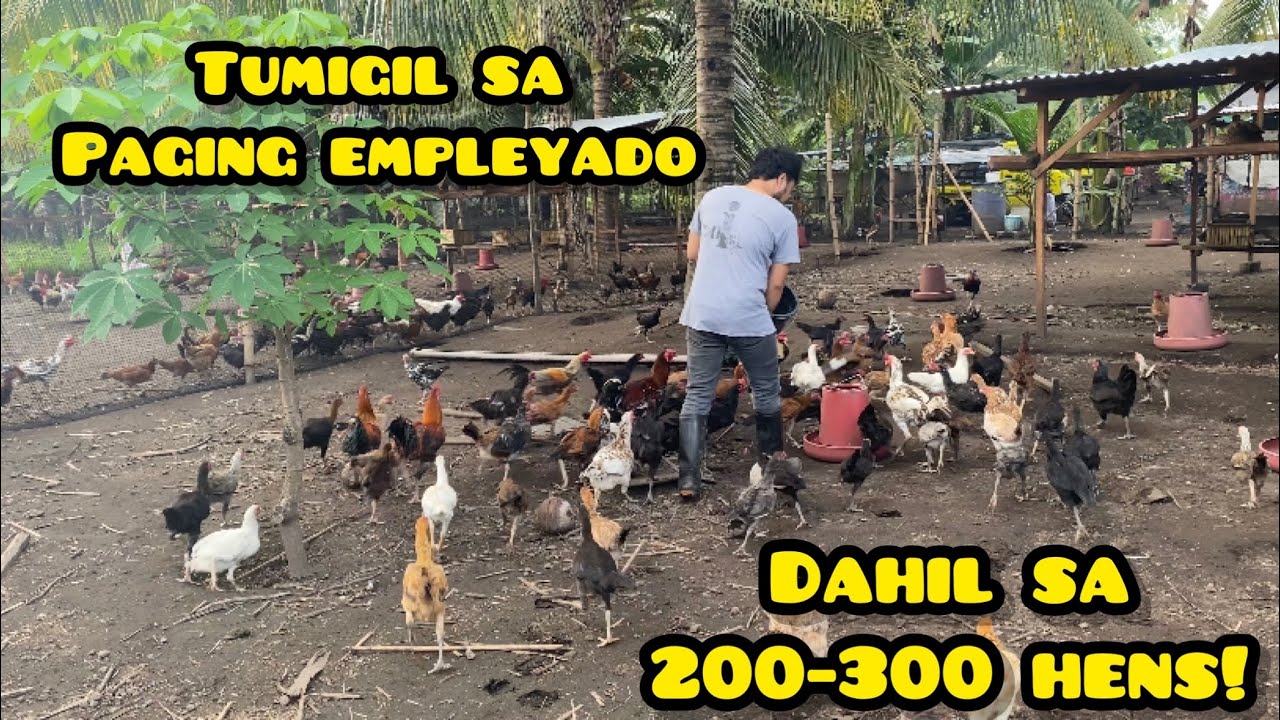 HUMINTO KANA SA TRABAHO AT MAG ALAGA NG 200-300 HENS!