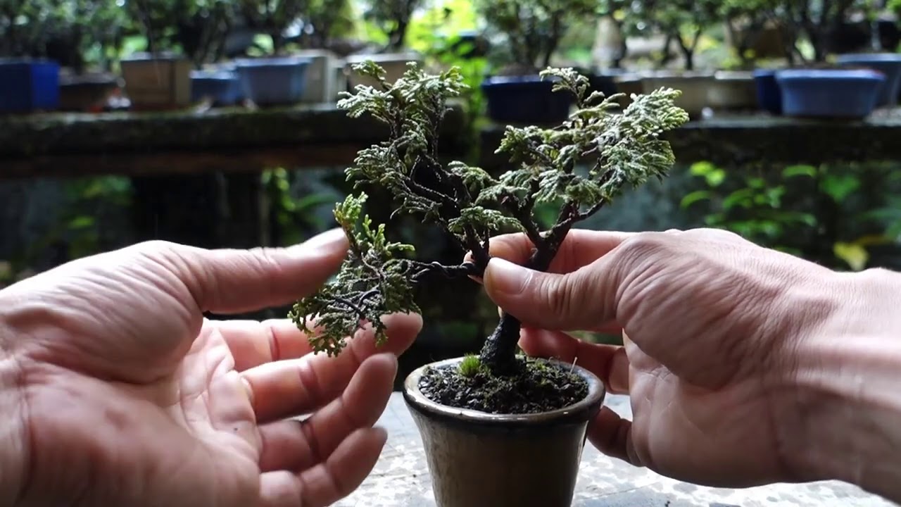 Bonsai diary　 ♯131「山師は雨が降ると仕事は休み　そんな日は静かに盆栽いじり」素材 チャボヒバ （剪定/整枝）