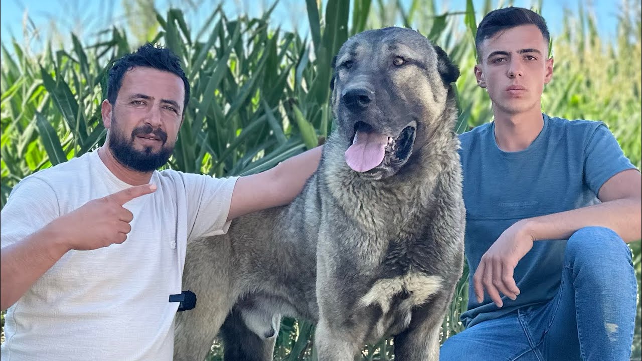 YENİ TRANSFER !!! BOĞA&Ccedil; KADRODA YERİNİ ALDI / DEVASAL K&Ouml;PEK