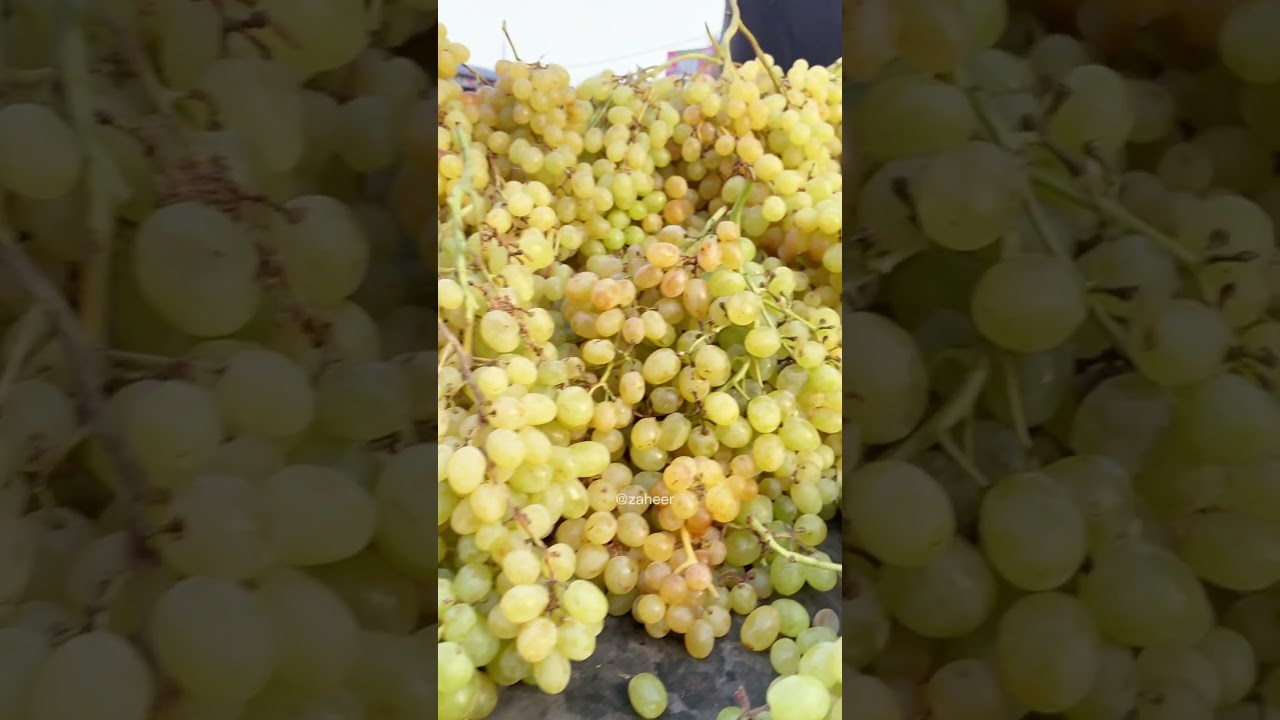 Grapes in Afghanistan | Afghanistan foods | fruits | angoor