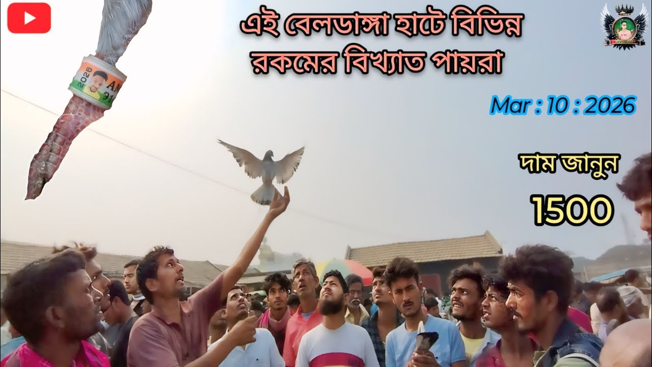 বেলডাঙ্গা হাটে আজ কি কি পায়রা আসলো? দাম শুনে অবাক হবেন! 😱#BeldangaHat #PigeonMarket #কবুতরেরহাট 