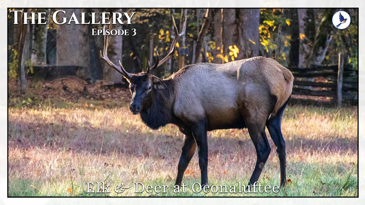The Gallery | Episode 3 | Elk & Deer at Oconaluftee