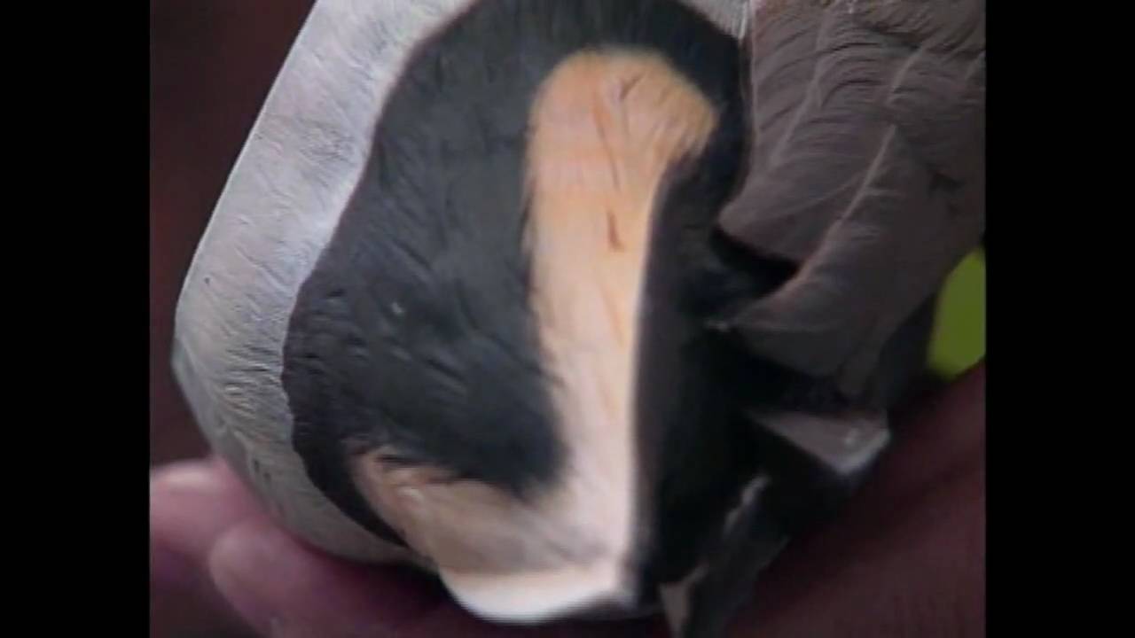 Airbrushing Wildfowl Cravings - part2