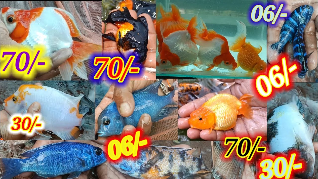 ryukin goldfish price in india🐬MARBLE FENESTRATUS & Red Devil FISH FARMING🐬CICHLID FISH PRICE