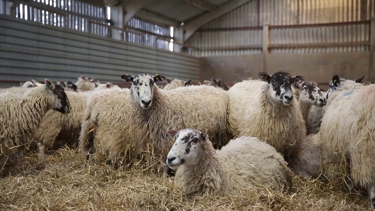 Charollais Sheep