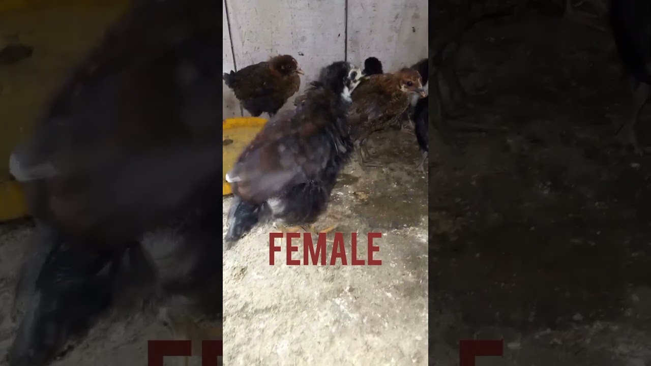 Male or female Rooster galaxy #birds #cheenaaseel #chickenbreeds #chicken #mianwaliaseels #vegchicke