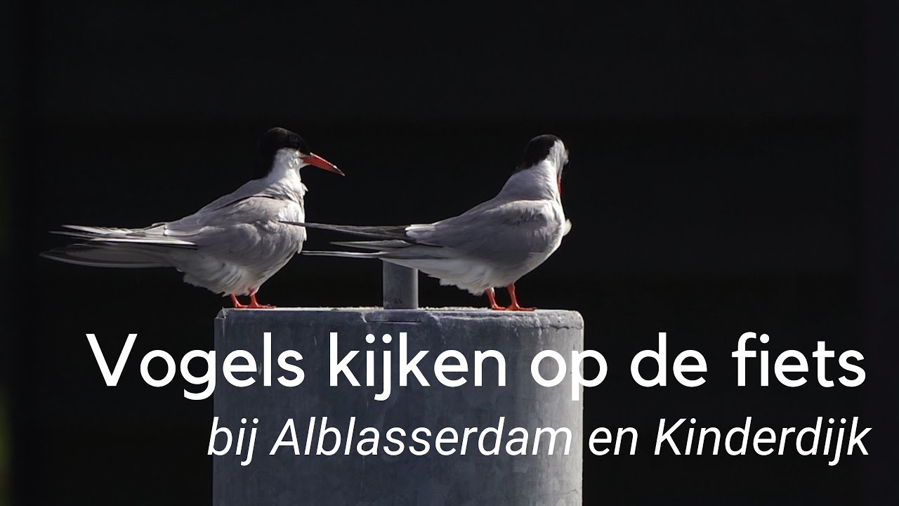 Vogels kijken op de fiets bij Alblasserdam en Kinderdijk #1286