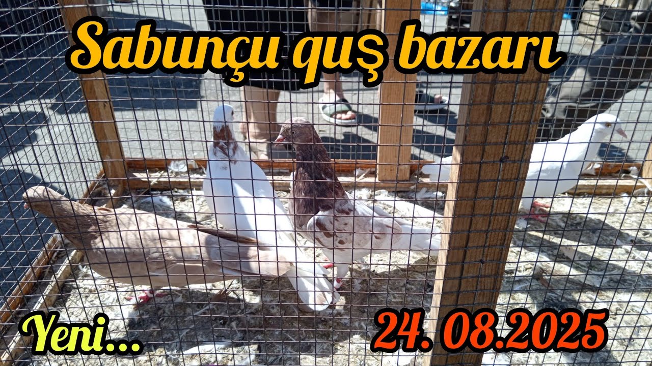 SABUN&Ccedil;U QUŞ BAZARI 24.08.25