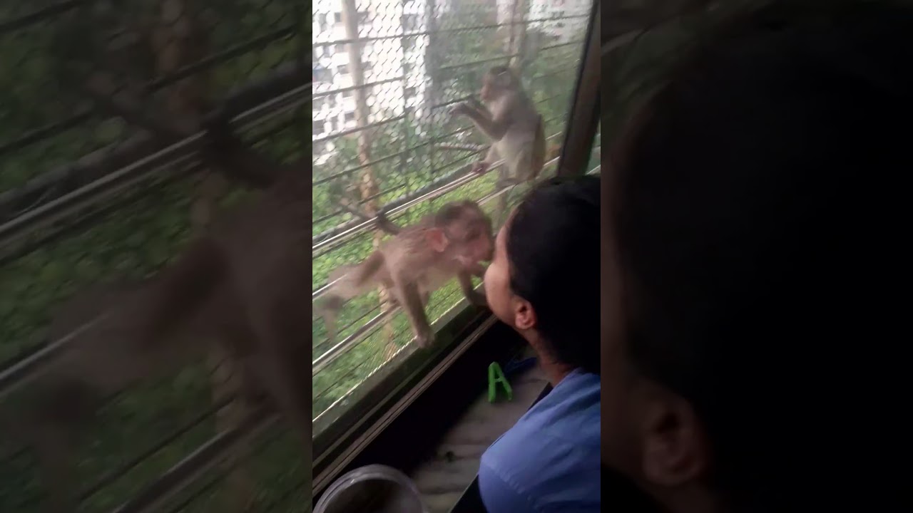 Cute little monkey gives a peck!!!