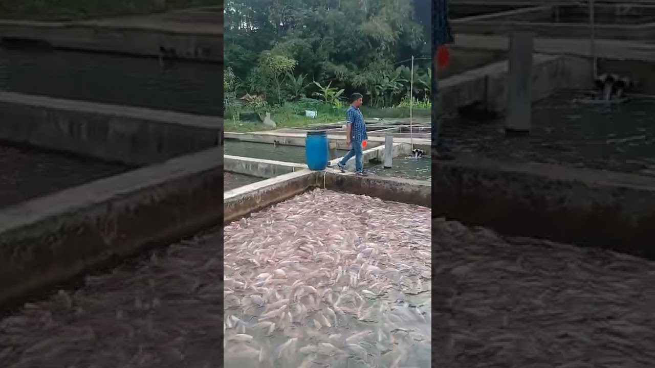 kolam deras batu gulung budidaya nila red prima pakan Hiprovite 788
