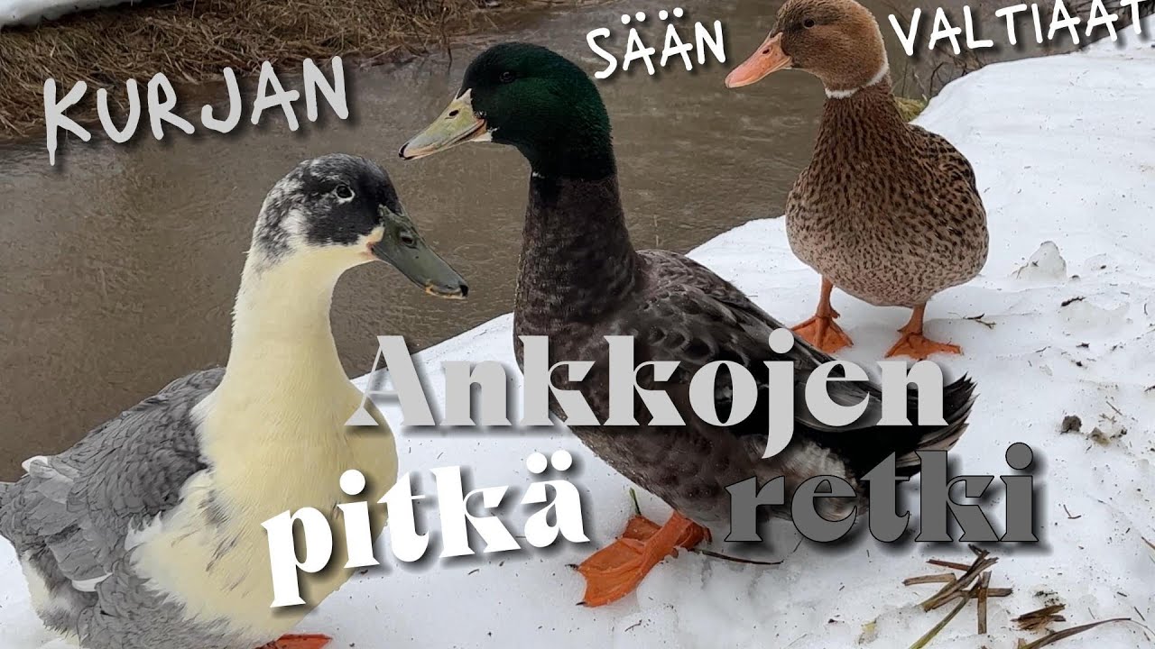 Kurjan sään valtiaat - Ankkojen pitkä retki