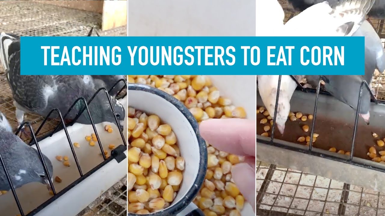 Teaching Pigeon Youngsters to Eat Corn