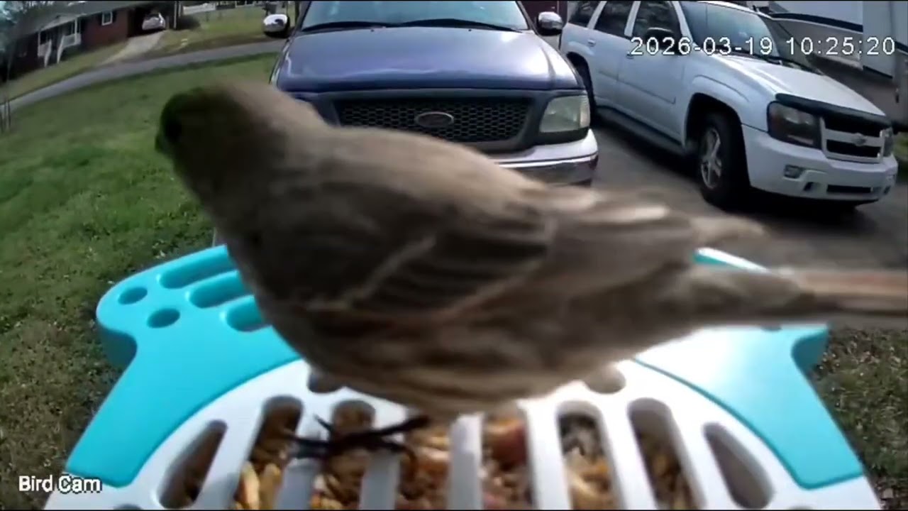 Bird Cam 3/19/26