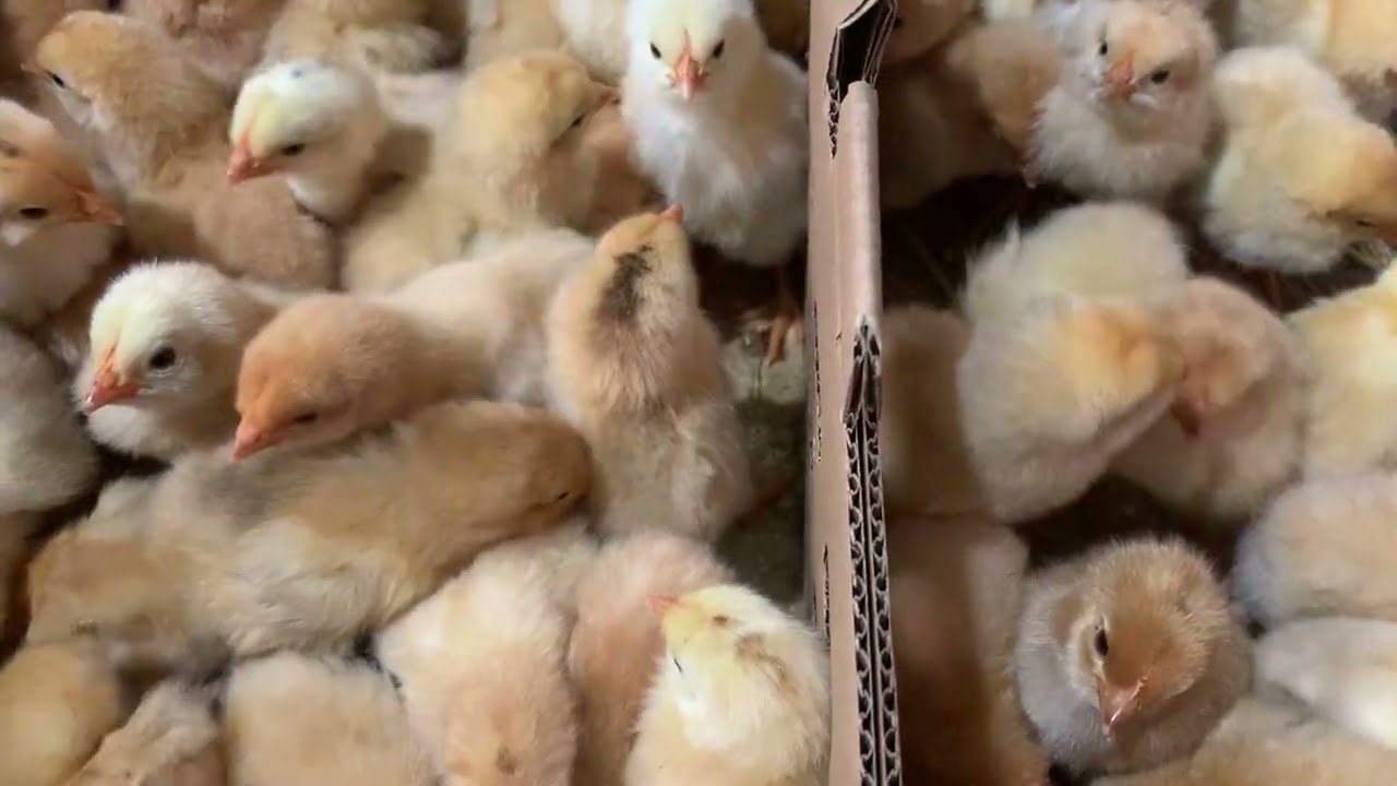 @ConGiốngCầnThơ  Hôm nay xuất gà tàu vàng 