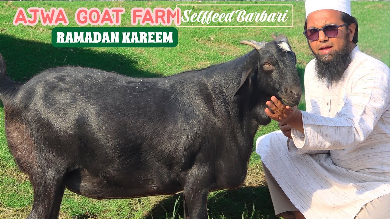 RAMADAN KAREEM AJWA GOAT FARM START WITH BEST BARBARI SELFFEED | 