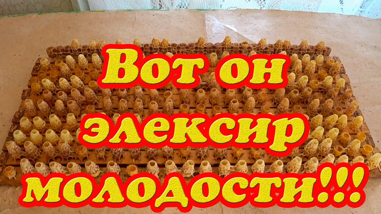 КАК Я СОБИРАЮ МАТОЧНОЕ МОЛОЧКО НА СВОЕЙ ПАСЕКЕ.