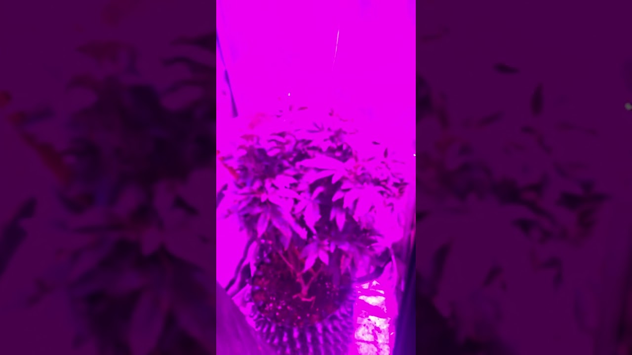 Wappa bl&uuml;hte eingeleitet #rap #hiphop#grow#ledgrow#cannabis#wappa#strain