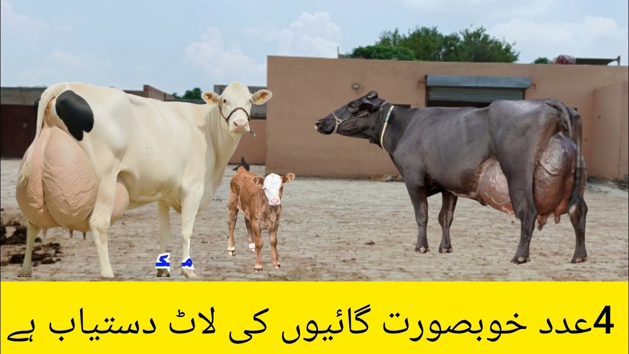 Cow for sale new video | cholistani Friesian cross cow | cholistani jersey cross cow 