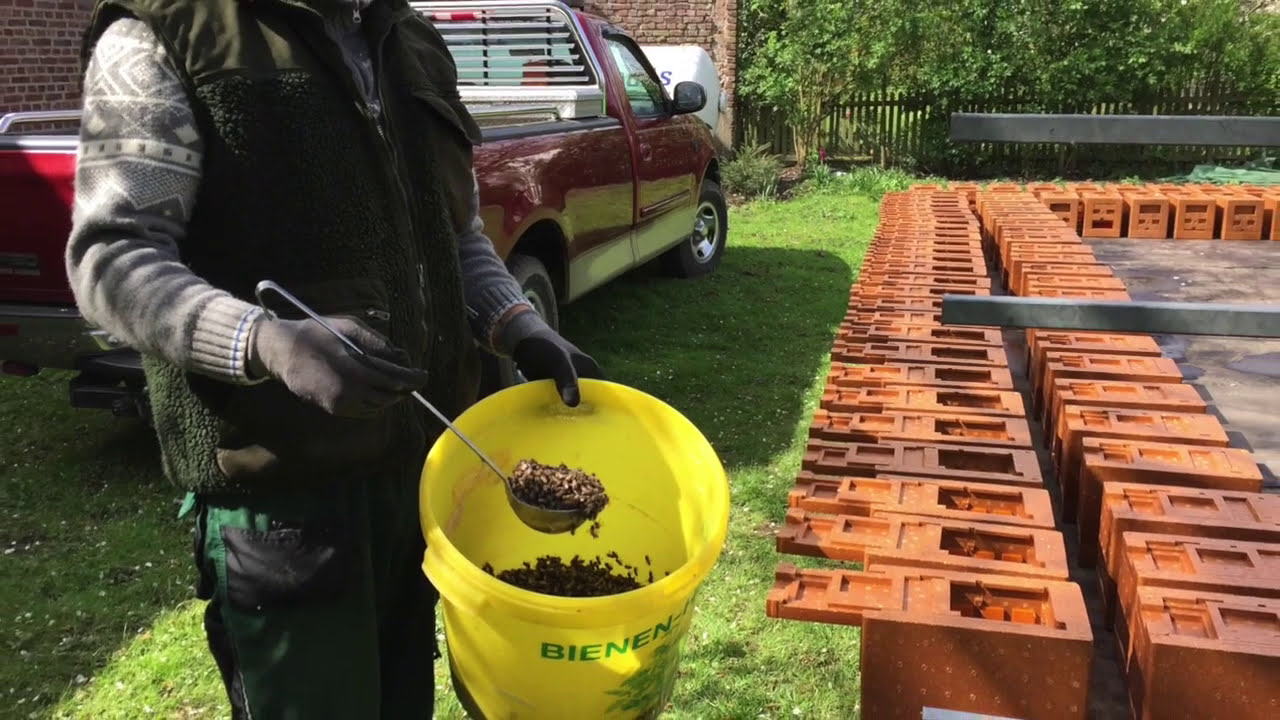 Königinnenvermehrung (1)