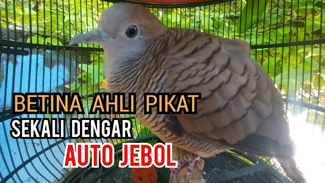 Perkutut Betina memanggil jantan Ahli pikat ini Terbukti Sekali Putar langsung Jebol